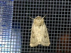 Protorthodes melanopis