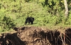 Cercopithecus mitis stuhlmanni