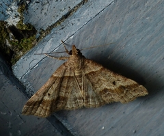 Phalaenophana pyramusalis