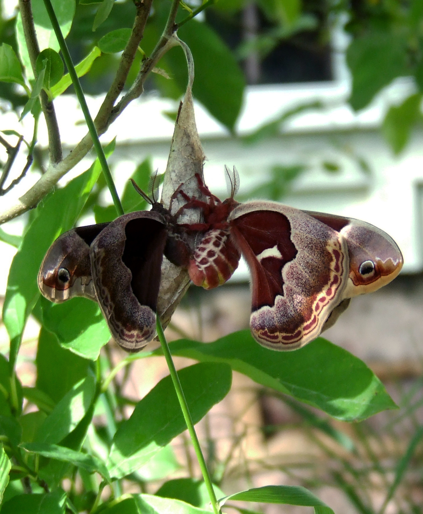 Promethea Moth
