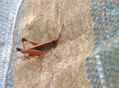 Phlaeoba antennata