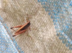 Phlaeoba antennata