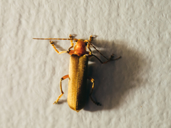 Pacificanthia consors