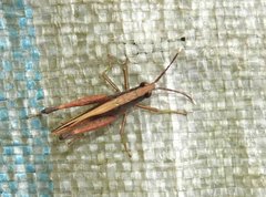 Phlaeoba antennata