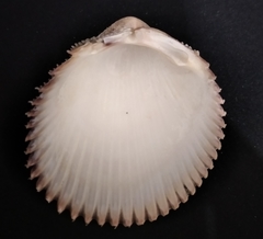 Dallocardia senticosa