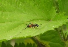 Macrophya rufipes