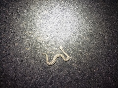 Crotalus cerastes cerastes