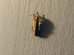 Pacificanthia consors