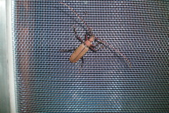 Aegolipton marginale