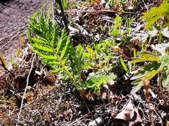 Tanacetum vulgare boreale