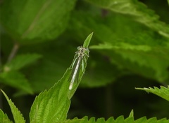 Platycnemis