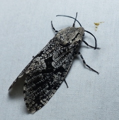 Prionoxystus robiniae