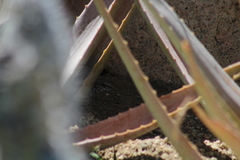 Aspidoscelis maximus