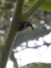 Membracidae