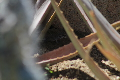 Aspidoscelis maximus