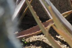 Aspidoscelis maximus