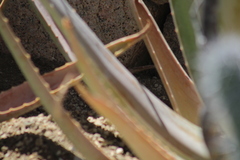 Aspidoscelis maximus