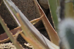 Aspidoscelis maximus