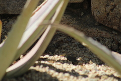 Aspidoscelis maximus