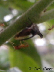 Membracidae