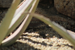 Aspidoscelis maximus