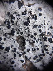 Buellia albula