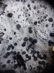 Buellia albula
