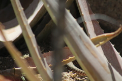 Aspidoscelis maximus