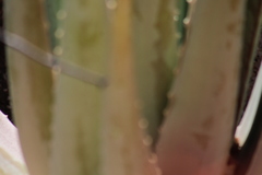 Aspidoscelis maximus