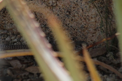 Aspidoscelis maximus