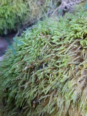 Acrocladium