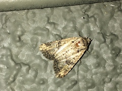 Noctuinae