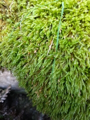 Acrocladium