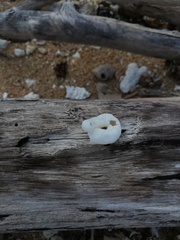 Thylacodes