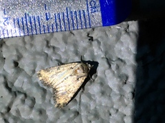 Noctuinae