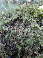 Camptochaete arbuscula