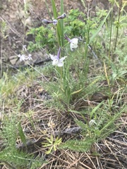 Delphinium lineapetalum