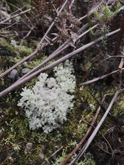 Pulchrocladia retipora