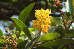 Byrsonima crassifolia