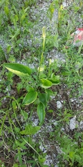 Plantago maxima