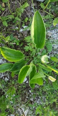 Plantago maxima
