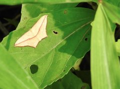 Timandra convectaria