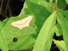 Timandra convectaria