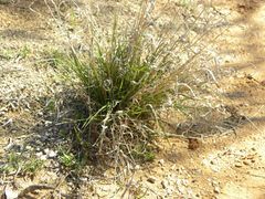 Panicum hallii