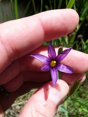 Sisyrinchium idahoense
