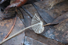 Mycena albidofusca