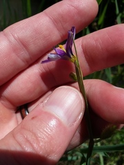 Sisyrinchium idahoense