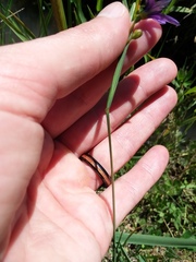 Sisyrinchium idahoense