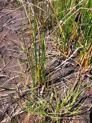 Juncus beringensis