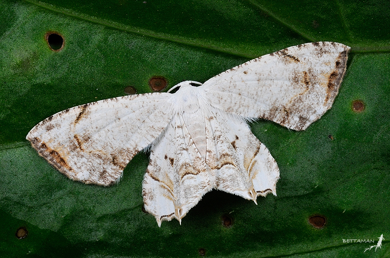 Scoopwing Moths